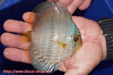 画像2: 【ワイルドディスカス】【通販】【激青】アバキシブルーフェイス【個体販売】11cm（生体）アバキシ産 (2)