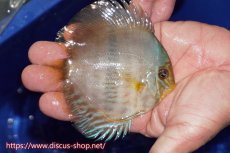 画像3: 【30周年記念セール対象個体】【ワイルドディスカス】【通販】【激青】アバキシブルーフェイス ヤングスター【個体販売】11cm（生体）アバキシ産 (3)