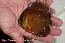 画像1: 【ワイルドディスカス】【通販】【秘蔵ストック個体】ラーゴパラコニブラッドレッドヤングスター【個体販売】9-11cm（生体）パラコニ産 (1)