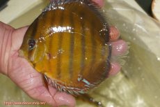 画像1: 【ワイルドディスカス】【通販】【2年ぶりの入荷】ラーゴパラコニ スーパーイエロー【個体販売】17cm（生体）ラーゴパラコニ産 (1)