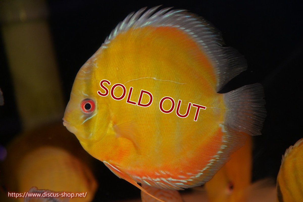 画像1: 【ワイルドディスカス】【通販】【2年ぶりの入荷】ラーゴパラコニ スーパーイエロー【個体販売】17cm（生体）ラーゴパラコニ産 (1)