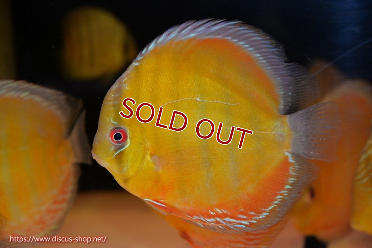 画像2: 【ワイルドディスカス】【通販】【2年ぶりの入荷】ラーゴパラコニ スーパーイエロー【個体販売】17cm（生体）ラーゴパラコニ産 (2)