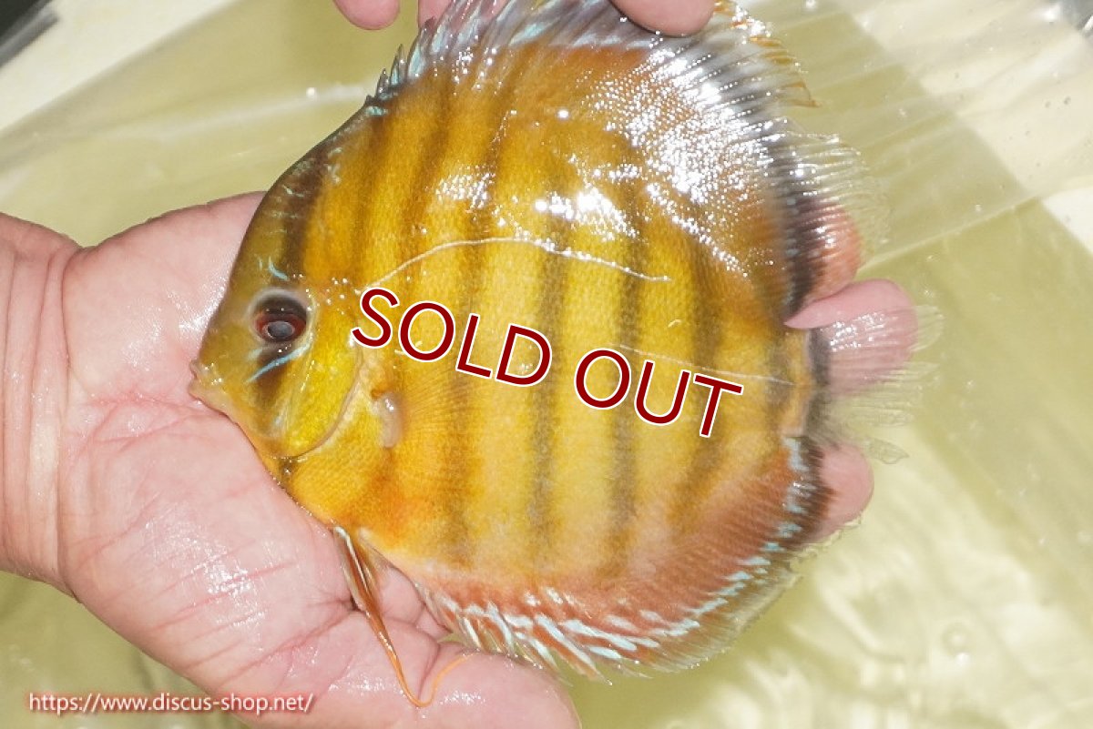 画像3: 【ワイルドディスカス】【通販】【2年ぶりの入荷】ラーゴパラコニ スーパーイエロー【個体販売】17cm（生体）ラーゴパラコニ産 (3)
