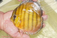 画像3: 【ワイルドディスカス】【通販】【2年ぶりの入荷】ラーゴパラコニ スーパーイエロー【個体販売】17cm（生体）ラーゴパラコニ産 (3)