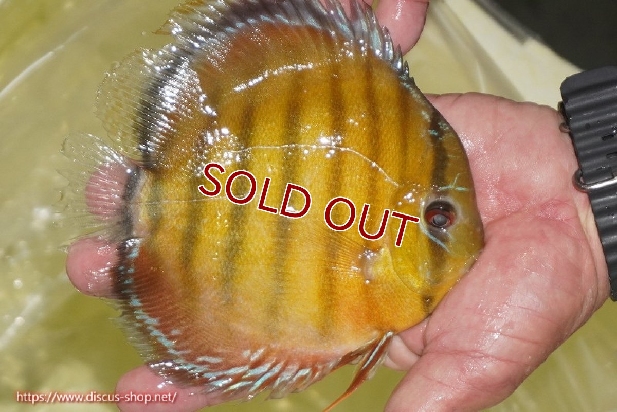 画像4: 【ワイルドディスカス】【通販】【2年ぶりの入荷】ラーゴパラコニ スーパーイエロー【個体販売】17cm（生体）ラーゴパラコニ産 (4)