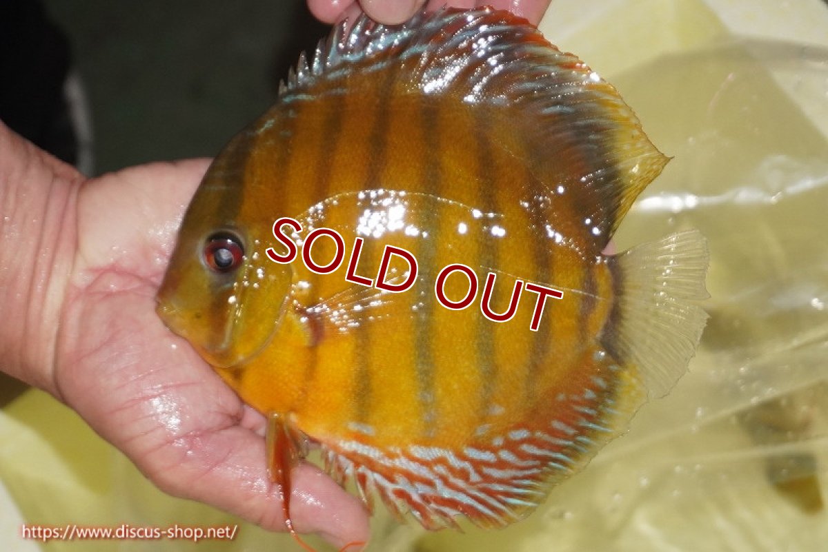 画像1: 【ワイルドディスカス】【通販】【2年ぶりの入荷】ラーゴパラコニ スーパーイエロー【個体販売】17cm（生体）ラーゴパラコニ産 (1)