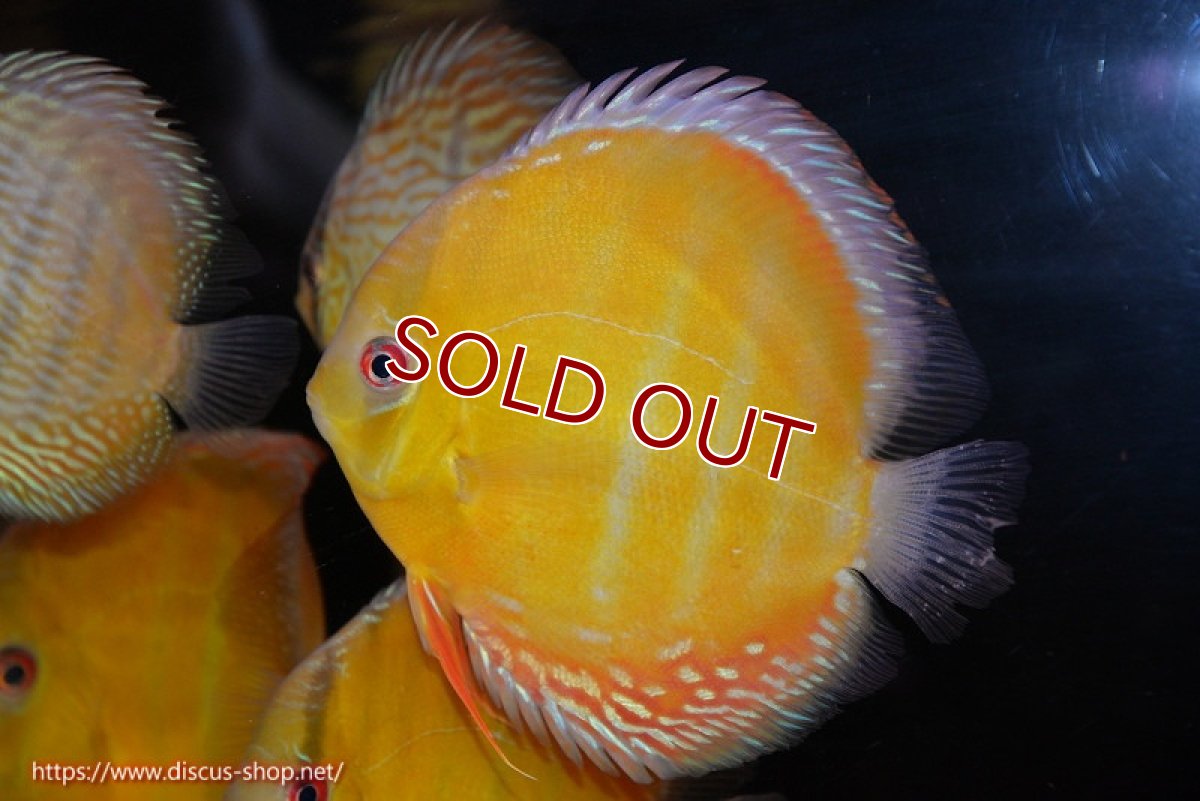 画像1: 【ワイルドディスカス】【通販】【2年ぶりの入荷】ラーゴパラコニ スーパーイエロー【個体販売】16cm（生体）ラーゴパラコニ産 (1)