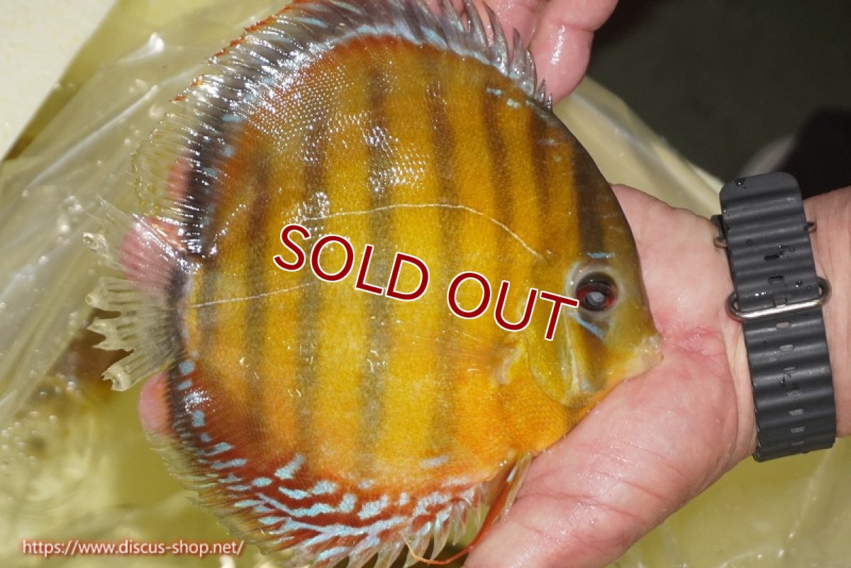 画像3: 【ワイルドディスカス】【通販】【2年ぶりの入荷】ラーゴパラコニ スーパーイエロー【個体販売】16cm（生体）ラーゴパラコニ産 (3)