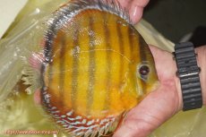 画像3: 【ワイルドディスカス】【通販】【2年ぶりの入荷】ラーゴパラコニ スーパーイエロー【個体販売】16cm（生体）ラーゴパラコニ産 (3)