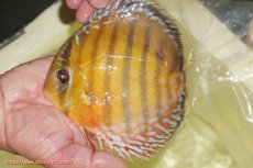 画像1: 【ワイルドディスカス】【通販】【2年ぶりの入荷】ラーゴパラコニ スーパーイエロー【個体販売】16cm（生体）ラーゴパラコニ産 (1)