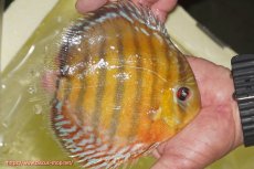 画像3: 【ワイルドディスカス】【通販】【2年ぶりの入荷】ラーゴパラコニ スーパーイエロー【個体販売】16cm（生体）ラーゴパラコニ産 (3)