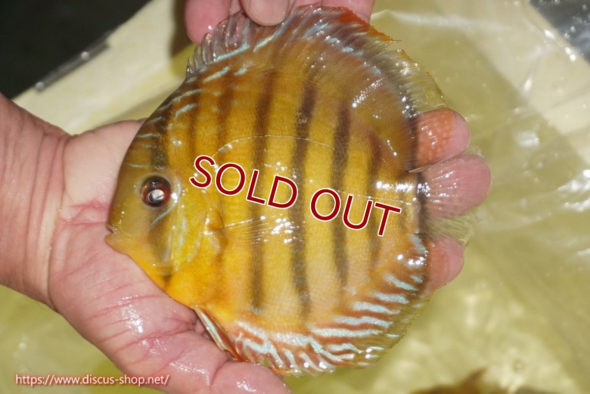 画像1: 【30周年記念セール対象個体】【ワイルドディスカス】【通販】【2年ぶりの入荷】ラーゴパラコニ スーパーイエロー【個体販売】15cm（生体）ラーゴパラコニ産 (1)