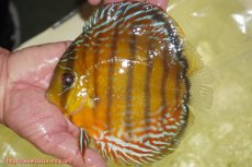 画像1: 【ワイルドディスカス】【通販】【2年ぶりの入荷】ラーゴパラコニ スーパーイエロー【個体販売】17cm（生体）ラーゴパラコニ産 (1)