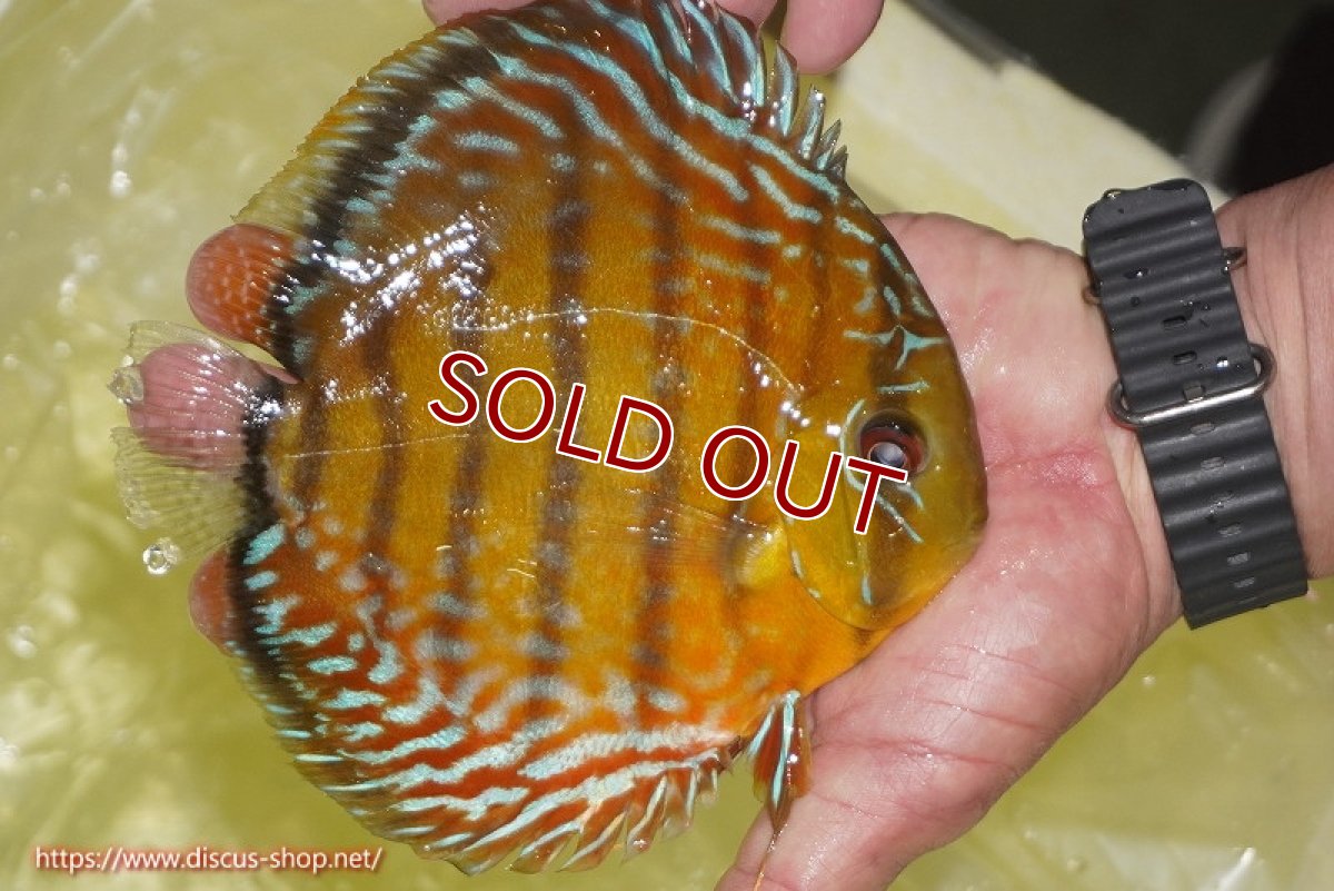 画像2: 【ワイルドディスカス】【通販】【2年ぶりの入荷】ラーゴパラコニ スーパーイエロー【個体販売】17cm（生体）ラーゴパラコニ産 (2)