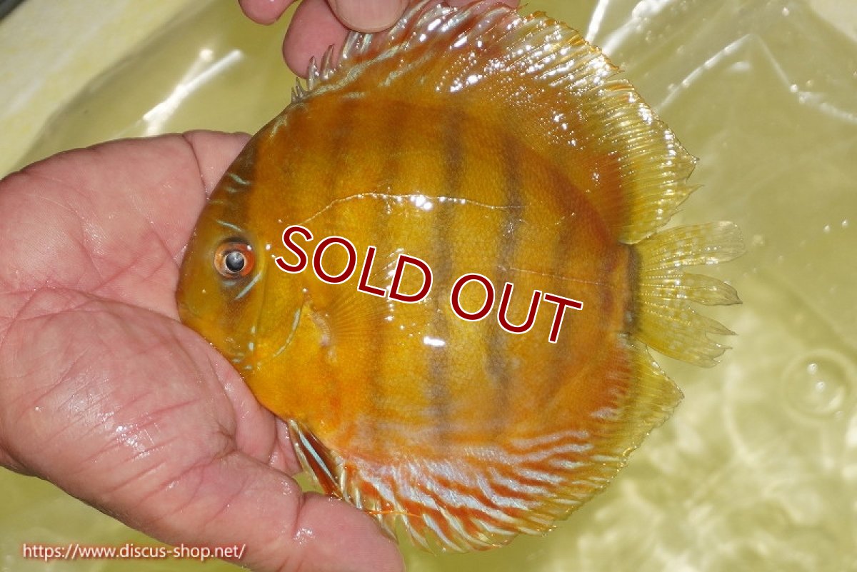 画像2: 【30周年記念セール対象個体】【ワイルドディスカス】【通販】【2年ぶりの入荷】ラーゴパラコニ スーパーイエロー【個体販売】15cm（生体）ラーゴパラコニ産 (2)