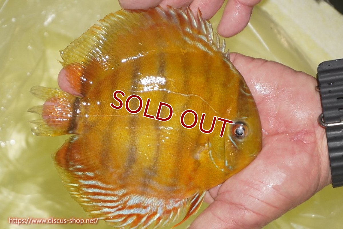 画像3: 【30周年記念セール対象個体】【ワイルドディスカス】【通販】【2年ぶりの入荷】ラーゴパラコニ スーパーイエロー【個体販売】15cm（生体）ラーゴパラコニ産 (3)