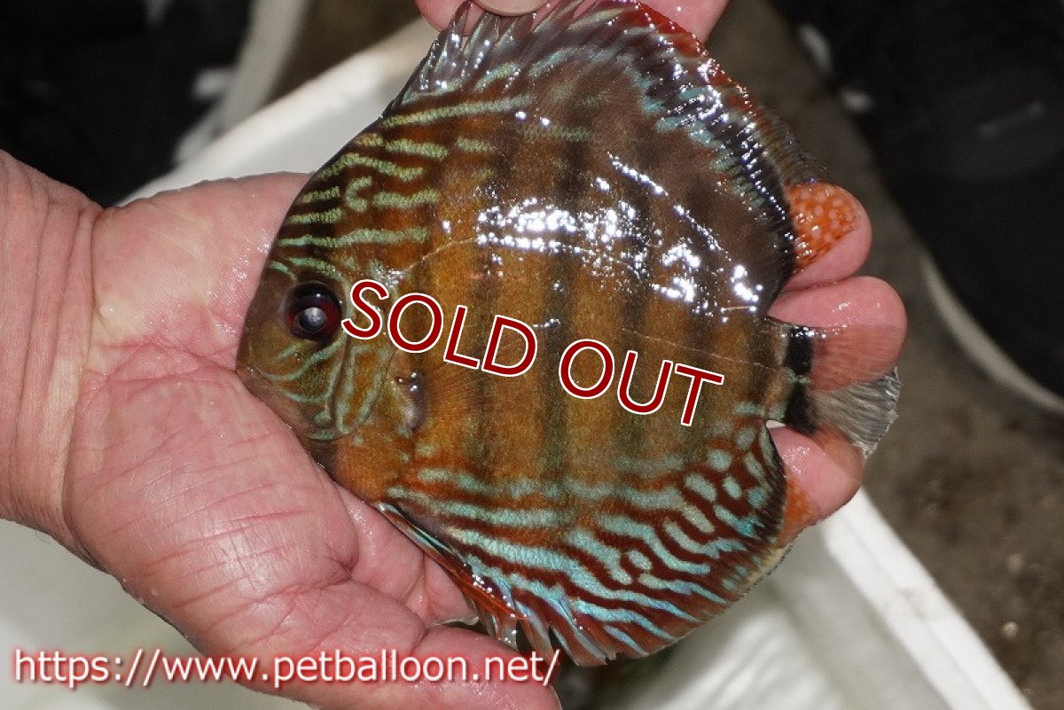 画像1: 【ワイルドディスカス】【通販】【入荷後未掲載個体】ラーゴイリピシスーパーレッド【個体販売】14-16cm（生体）ラーゴイリピシ産 (1)