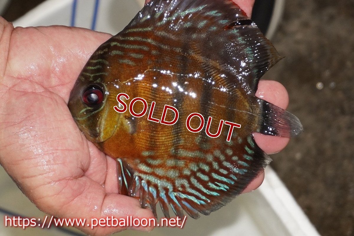 画像1: 【ワイルドディスカス】【通販】【入荷後未掲載個体】ラーゴイリピシスーパーレッド【個体販売】14-16cm（生体）ラーゴイリピシ産 (1)