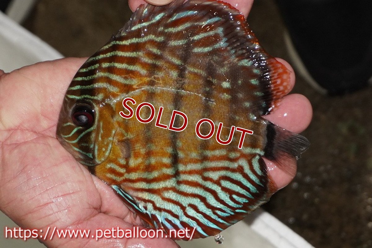 画像1: 【ワイルドディスカス】【通販】【入荷後未掲載個体】ラーゴイリピシロイヤル【個体販売】14-16cm（生体）ラーゴイリピシ産 (1)