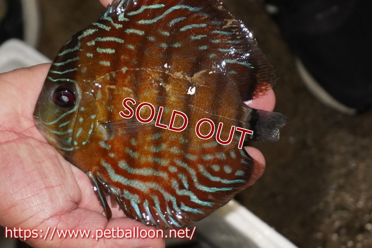 画像1: 【ワイルドディスカス】【通販】【入荷後未掲載個体】ラーゴイリピシロイヤル【個体販売】14-16cm（生体）ラーゴイリピシ産 (1)