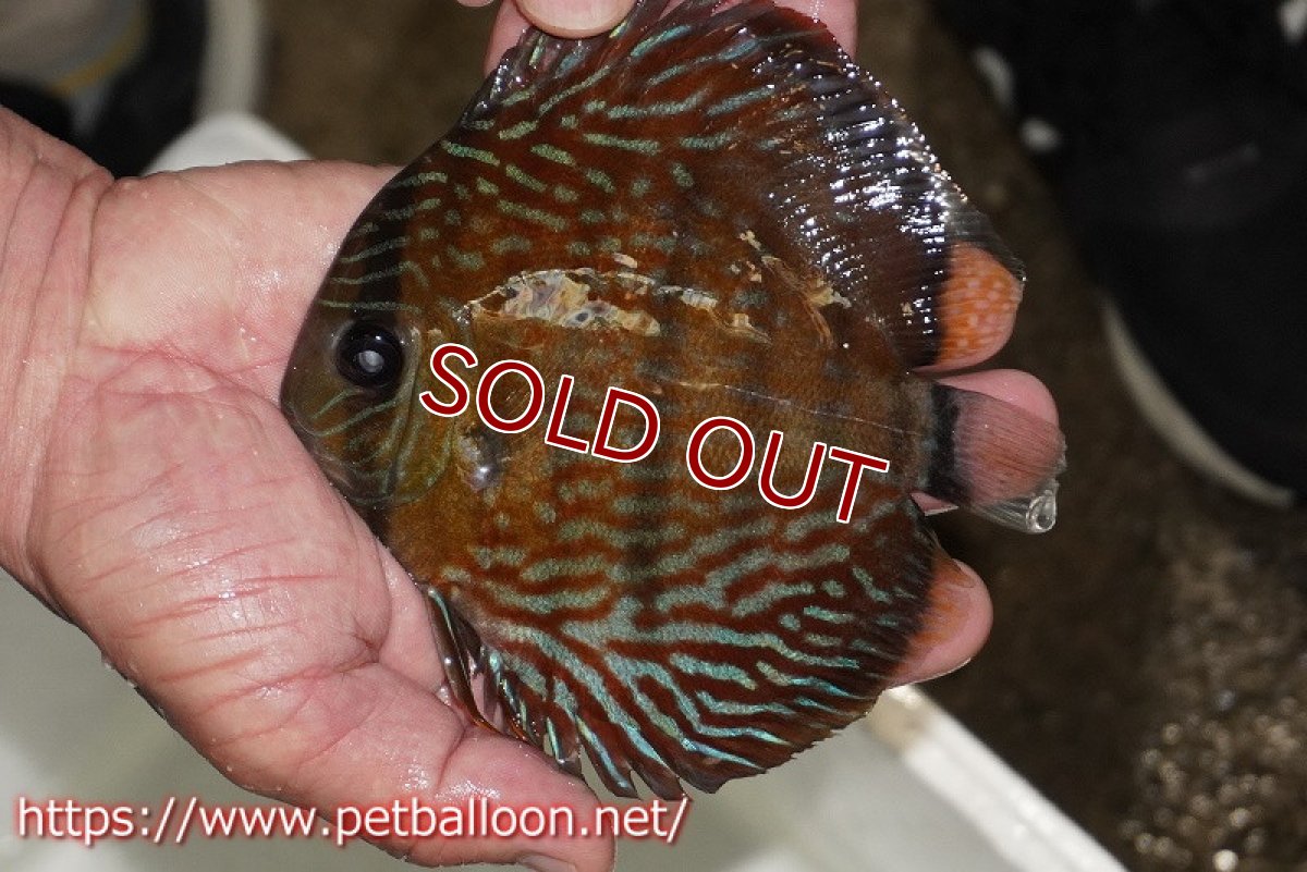 画像1: 【ワイルドディスカス】【通販】【入荷後未掲載個体】ラーゴイリピシロイヤル（金目）【個体販売】14-16cm（生体）ラーゴイリピシ産 (1)