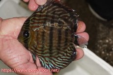 画像1: 【ワイルドディスカス】【通販】【入荷後未掲載個体】ラーゴイリピシロイヤル（金目）【個体販売】14-16cm（生体）ラーゴイリピシ産 (1)