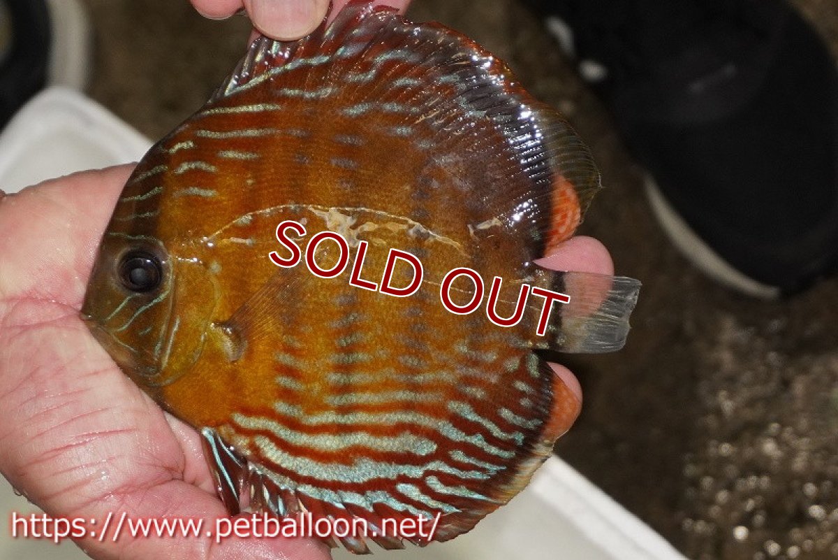 画像1: 【ワイルドディスカス】【通販】【入荷後未掲載個体】ラーゴイリピシロイヤル（金目）【個体販売】14-16cm（生体）ラーゴイリピシ産 (1)