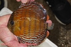 画像1: 【ワイルドディスカス】【通販】【入荷後未掲載個体】ラーゴイリピシロイヤル（金目）【個体販売】14-16cm（生体）ラーゴイリピシ産 (1)