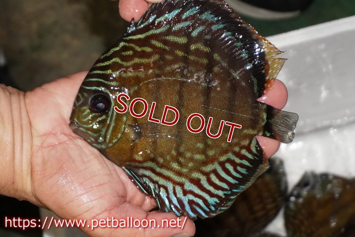 画像1: 【ワイルドディスカス】【通販】【入荷後未掲載個体】ラーゴイリピシロイヤル【個体販売】14-16cm（生体）ラーゴイリピシ産 (1)