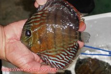 画像1: 【ワイルドディスカス】【通販】【入荷後未掲載個体】ラーゴイリピシロイヤル【個体販売】14-16cm（生体）ラーゴイリピシ産 (1)