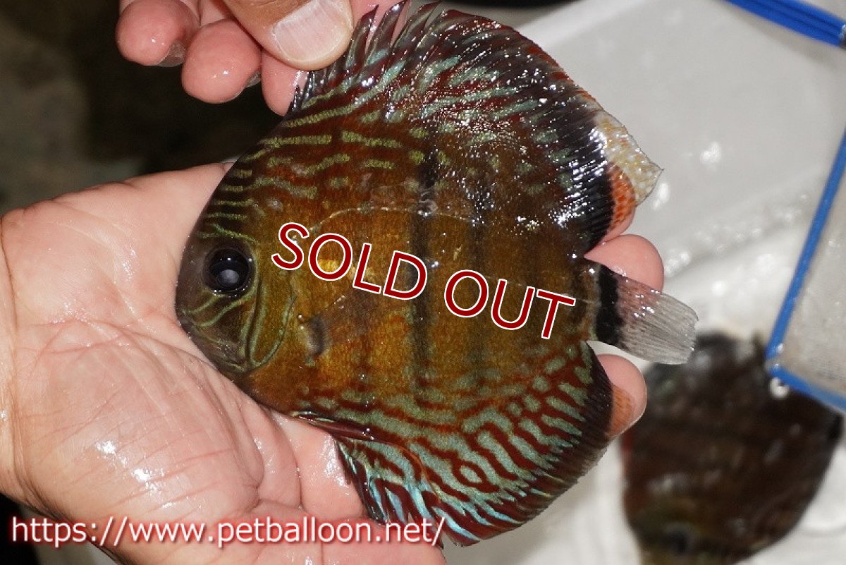 画像1: 【ワイルドディスカス】【通販】【入荷後未掲載個体】ラーゴイリピシロイヤル【個体販売】13-14cm（生体）ラーゴイリピシ産 (1)