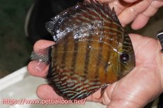 画像2: 【ワイルドディスカス】【通販】【入荷後未掲載個体】ラーゴイリピシロイヤル【個体販売】13-14cm（生体）ラーゴイリピシ産 (2)