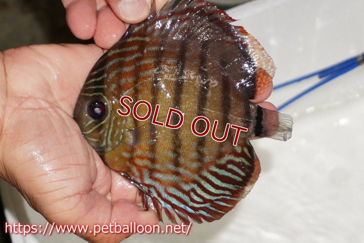 画像1: 【ワイルドディスカス】【通販】【入荷後未掲載個体】ラーゴイリピシロイヤル【個体販売】13-14cm（生体）ラーゴイリピシ産 (1)