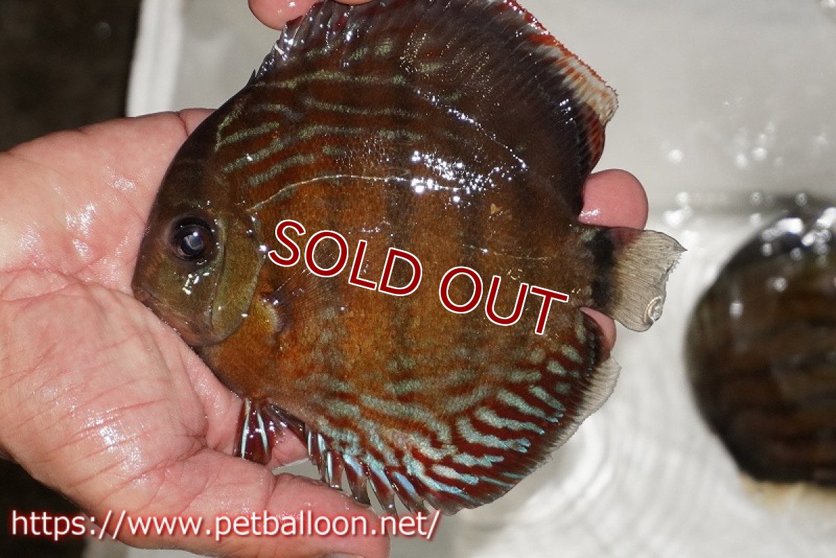 画像1: 【ワイルドディスカス】【通販】【大特価品】【入荷後未掲載個体】オリキシミーナブルー【個体販売】14-15cm（生体）オリキシミーナ産 (1)