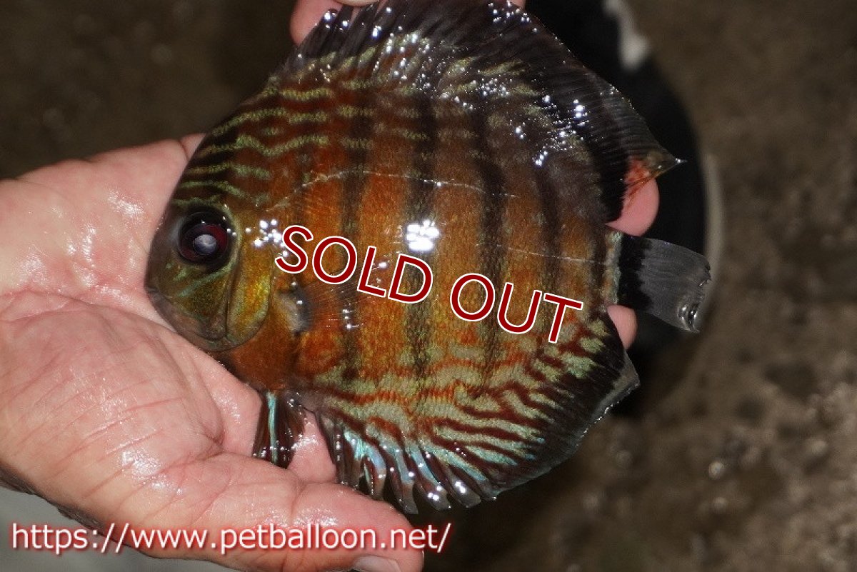 画像1: 【ワイルドディスカス】【通販】【大特価品】【入荷後未掲載個体】オリキシミーナブルー【個体販売】14-15cm（生体）オリキシミーナ産 (1)