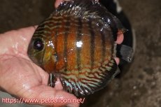 画像1: 【ワイルドディスカス】【通販】【大特価品】【入荷後未掲載個体】オリキシミーナブルー【個体販売】14-15cm（生体）オリキシミーナ産 (1)