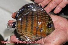 画像2: 【ワイルドディスカス】【通販】【大特価品】【入荷後未掲載個体】オリキシミーナブルー【個体販売】14-15cm（生体）オリキシミーナ産 (2)