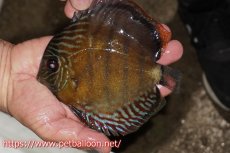 画像1: 【ワイルドディスカス】【通販】【大特価品】【入荷後未掲載個体】オリキシミーナブルー【個体販売】14-15cm（生体）オリキシミーナ産 (1)