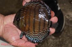 画像1: 【ワイルドディスカス】【通販】【大特価品】【入荷後未掲載個体】オリキシミーナブルー【個体販売】14-15cm（生体）オリキシミーナ産 (1)