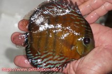 画像2: 【ワイルドディスカス】【通販】【大特価品】【入荷後未掲載個体】オリキシミーナブルー【個体販売】14-15cm（生体）オリキシミーナ産 (2)