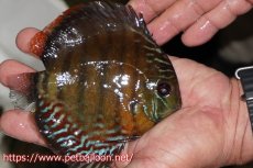 画像2: 【ワイルドディスカス】【通販】【大特価品】【入荷後未掲載個体】オリキシミーナブルー【個体販売】14-15cm（生体）オリキシミーナ産 (2)
