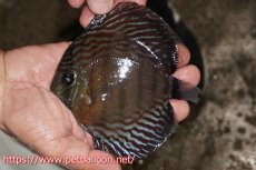 画像1: 【ワイルドディスカス】【通販】【大特価品】【入荷後未掲載個体】オリキシミーナブルー【個体販売】14-15cm（生体）オリキシミーナ産 (1)