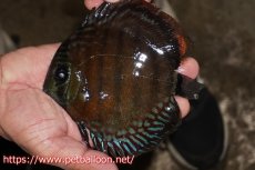 画像1: 【ワイルドディスカス】【通販】【大特価品】【入荷後未掲載個体】オリキシミーナブルー【個体販売】14-15cm（生体）オリキシミーナ産 (1)