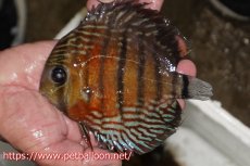 画像1: 【ワイルドディスカス】【通販】【大特価品】【入荷後未掲載個体】オリキシミーナブルー【個体販売】14-15cm（生体）オリキシミーナ産 (1)