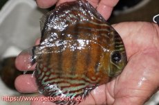 画像2: 【ワイルドディスカス】【通販】【大特価品】【入荷後未掲載個体】オリキシミーナブルー【個体販売】14-15cm（生体）オリキシミーナ産 (2)
