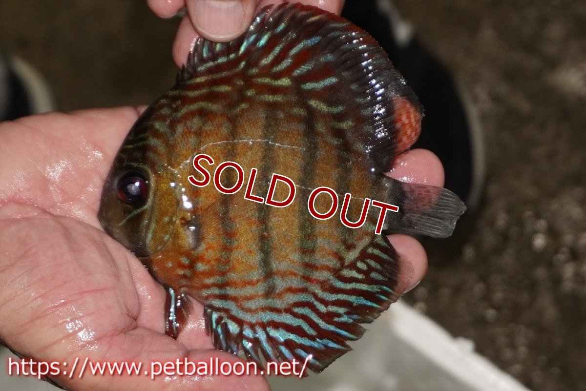 画像1: 【ワイルドディスカス】【通販】【大特価品】【入荷後未掲載個体】オリキシミーナブルー【個体販売】14-15cm（生体）オリキシミーナ産 (1)