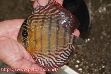 画像1: 【ワイルドディスカス】【通販】【大特価品】【入荷後未掲載個体】オリキシミーナブルー【個体販売】14-15cm（生体）オリキシミーナ産 (1)
