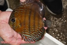 画像1: 【ワイルドディスカス】【通販】【大特価品】【入荷後未掲載個体】オリキシミーナブルー【個体販売】14-15cm（生体）オリキシミーナ産 (1)