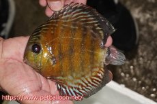 画像1: 【ワイルドディスカス】【通販】【大特価品】【入荷後未掲載個体】オリキシミーナブルー【個体販売】14-15cm（生体）オリキシミーナ産 (1)