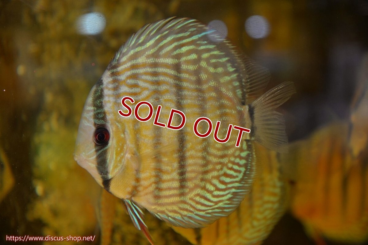 画像1: 【ワイルドディスカス】【通販】オリキシミーナスーパーロイヤル【個体販売】14cm（生体）オリキシミーナ産 (1)